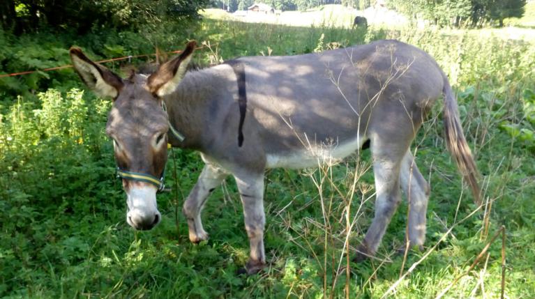 Ulysse Ulysse